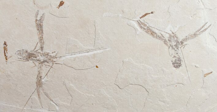 Pair of Lobster (Pseudostacus) Fossils - Lebanon #9676